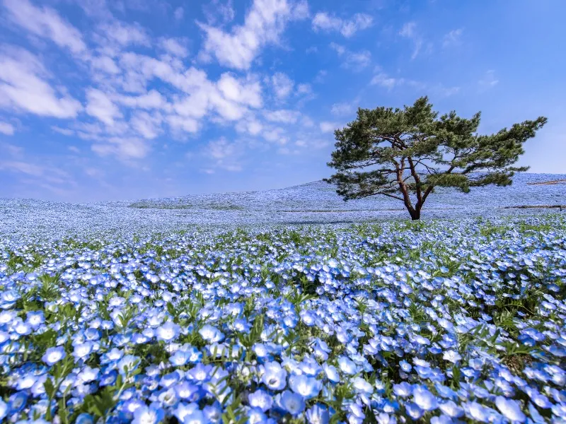 茨城県